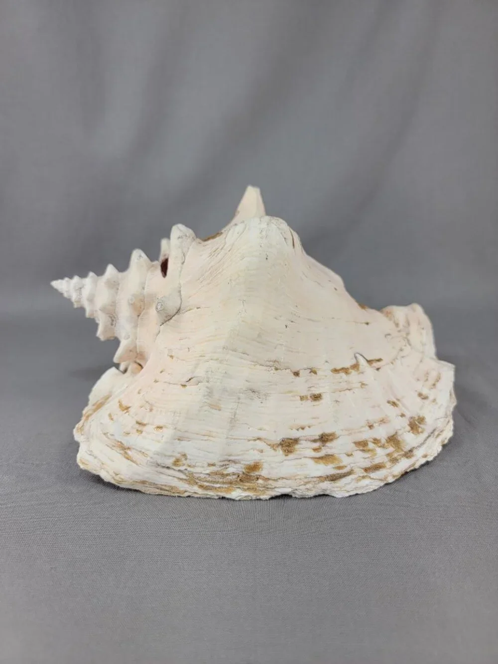 Vtg Natural Conch Seashell Shell Beach Nautical Home Decor Weathered Etched